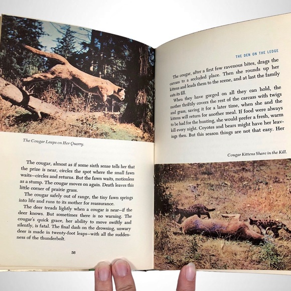 1955 WALT DISNEY'S "VANISHING PRAIRIE" 1ST EDITION VINTAGE HARDBACK BOOK (P4). - Picture 7 of 9